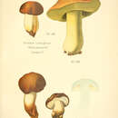 Image of Suillus variegatus (Sw.) Richon & Roze 1888