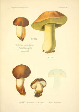 Image of Suillus variegatus (Sw.) Richon & Roze 1888