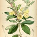 Image of Rhododendron citrinum (Hassk.) Hassk.