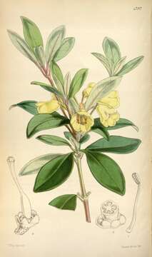 Imagem de Rhododendron citrinum (Hassk.) Hassk.