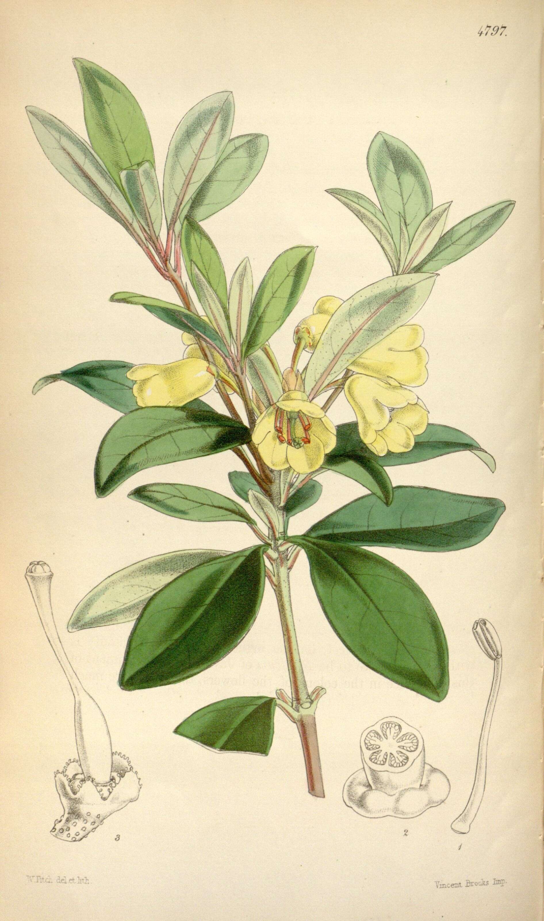Image of Rhododendron citrinum (Hassk.) Hassk.