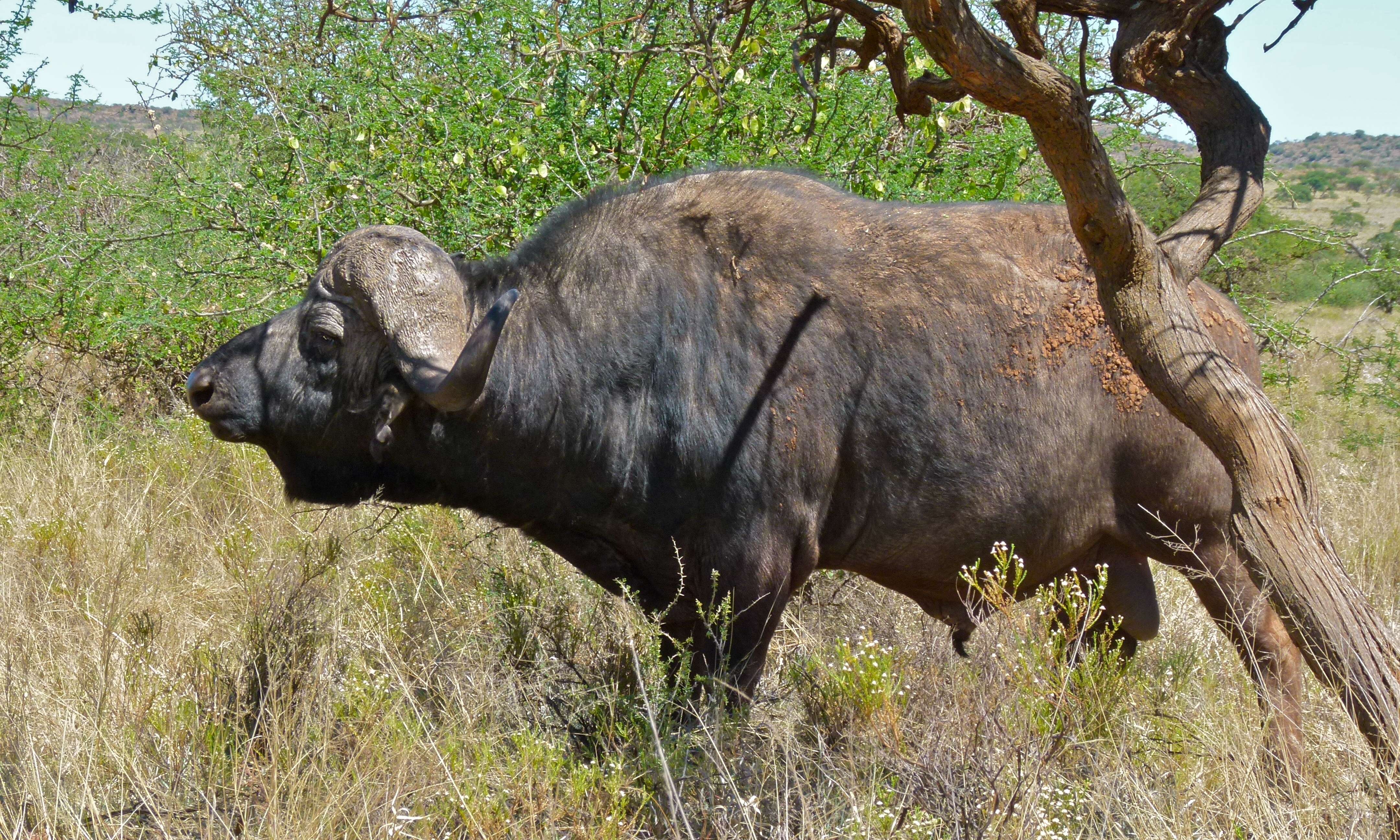 Image of African Buffaloes