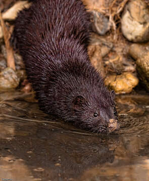 Image of European Mink