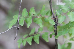 Image of climbing fern