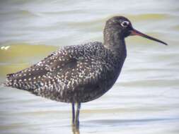 Image of Spotted Redshank