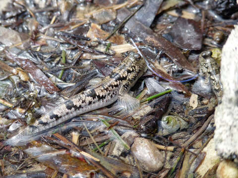 Image of Barred mudskipper