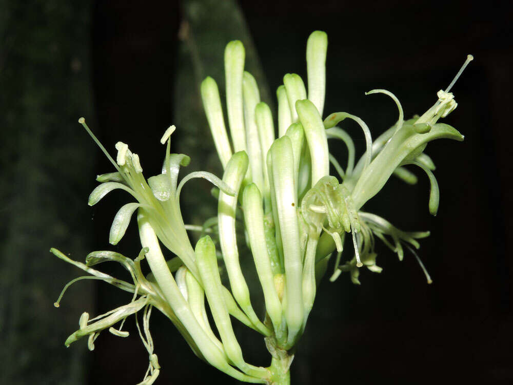 Image of bow string hemp