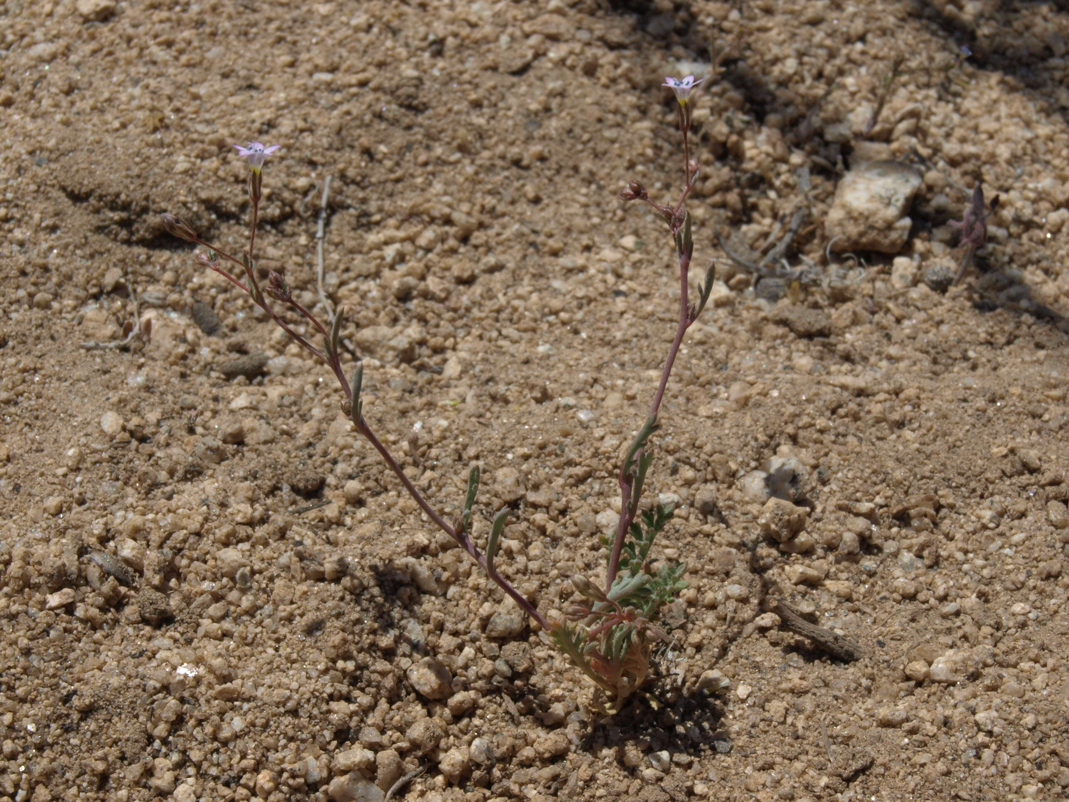 Image of volcanic gilia