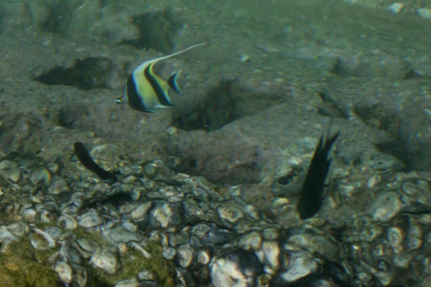 Image of moorish idols