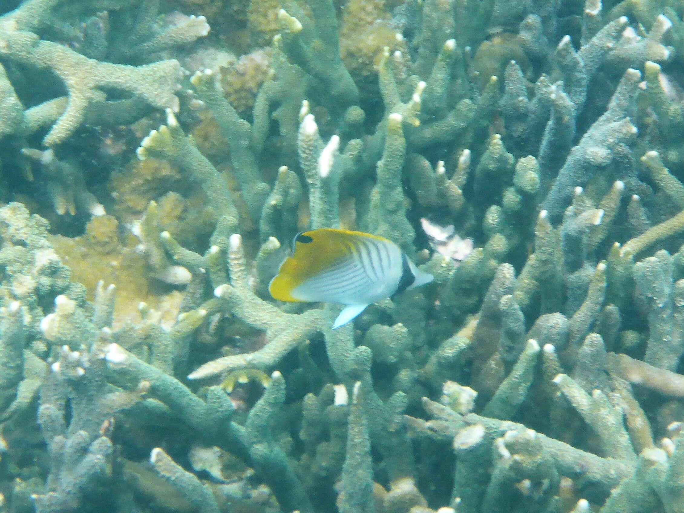 Image of Cross-stripe Butterfly