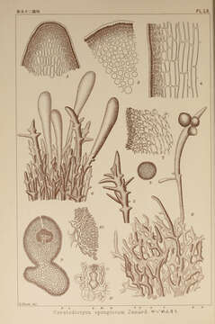 Image of Lomentariaceae