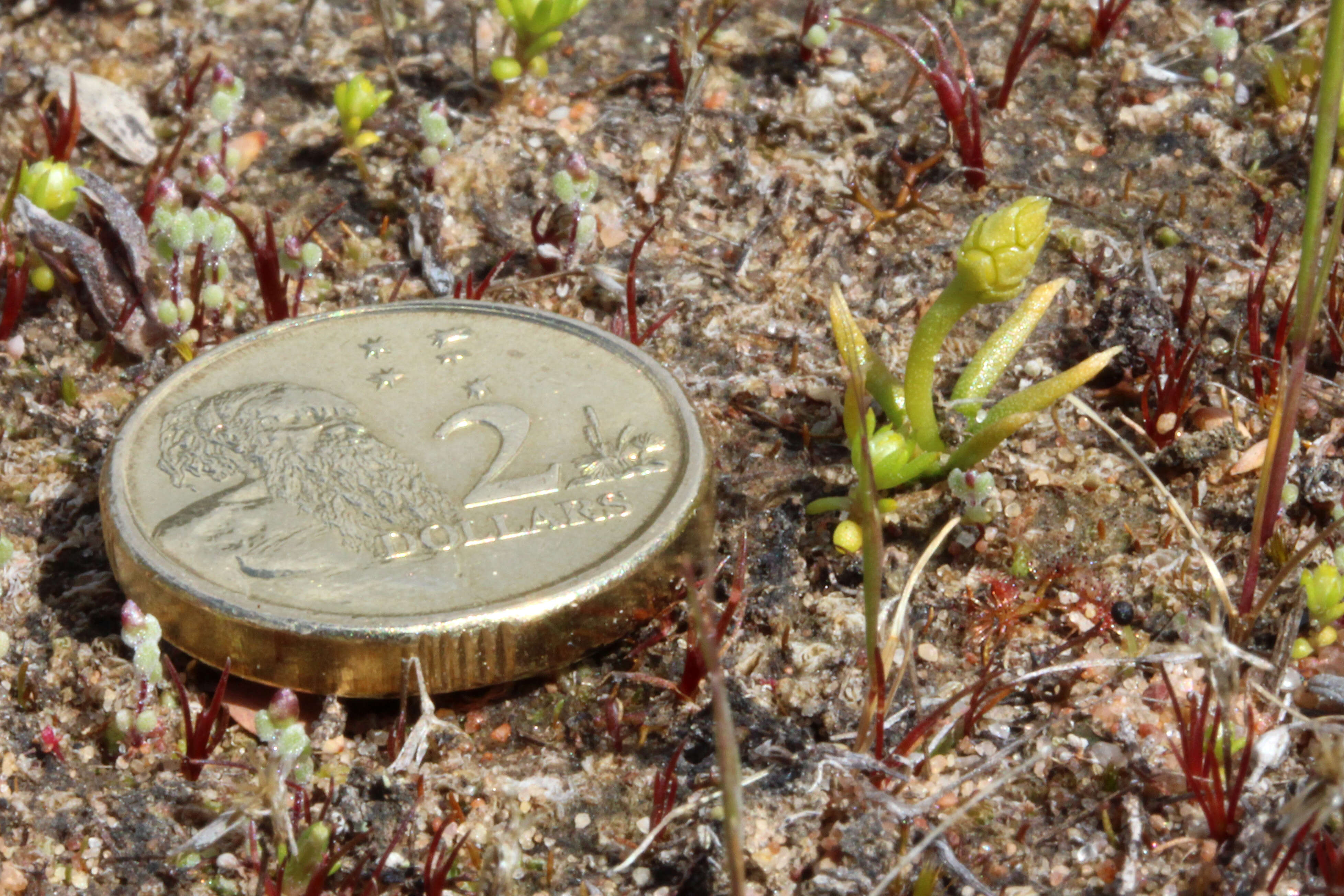 Imagem de Phylloglossum