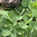 Image of Trifolium pratense subsp. nivale