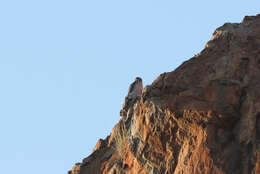 Image of Lanner Falcon