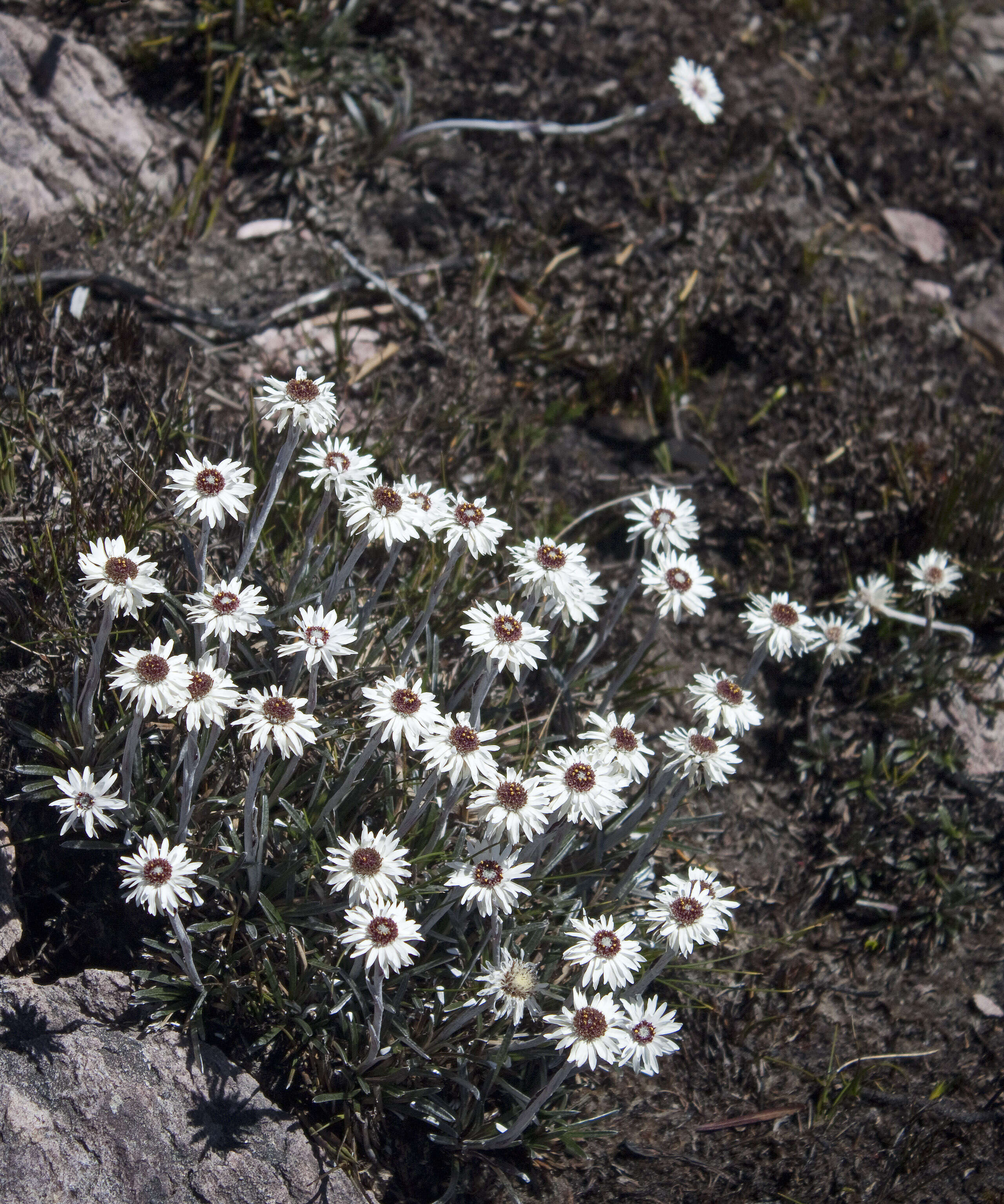 Imagem de Helichrysum pumilum Hook. fil.