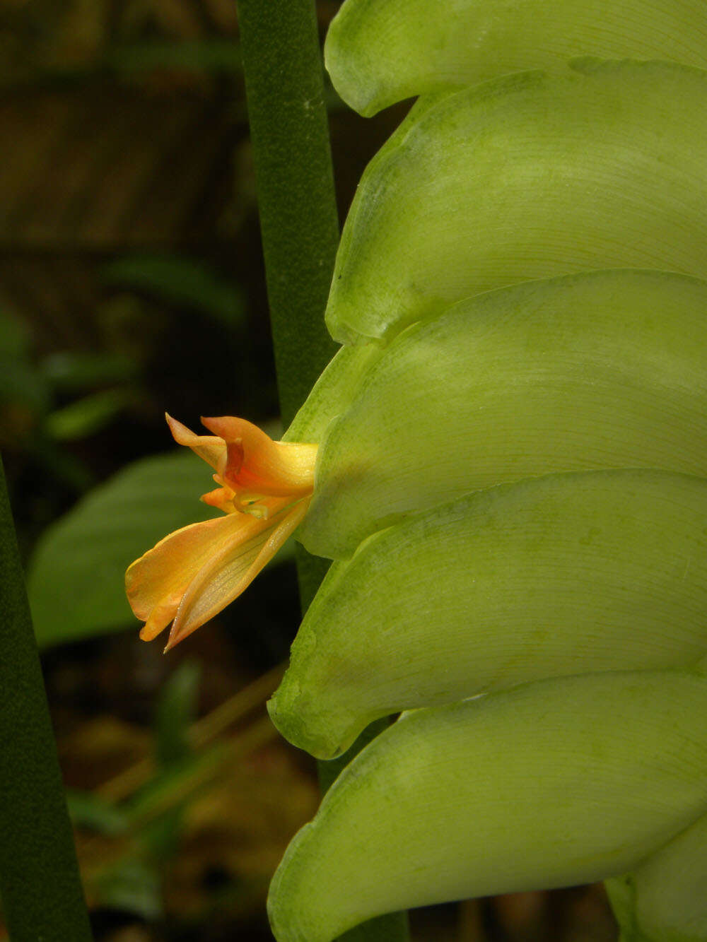 Image of Calathea platystachya Standl. & L. O. Williams