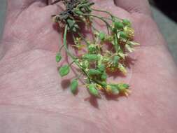 Image of globefruit draba