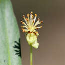 Image of Tasmannia xerophylla