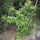 Fagraea auriculata Jack的圖片