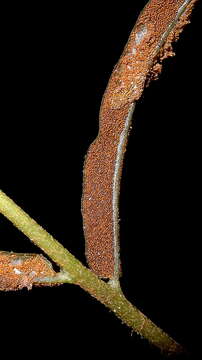 Image of Mickelia scandens (Raddi) R. C. Moran, Labiak & Sundue