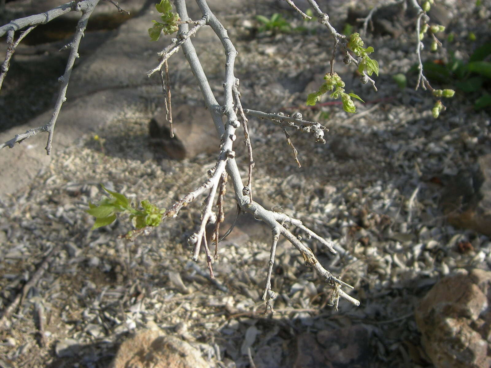 Celtis laevigata Willd.的圖片