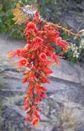 Image of ocotillo