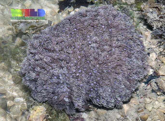 Image of Flowerpot corals