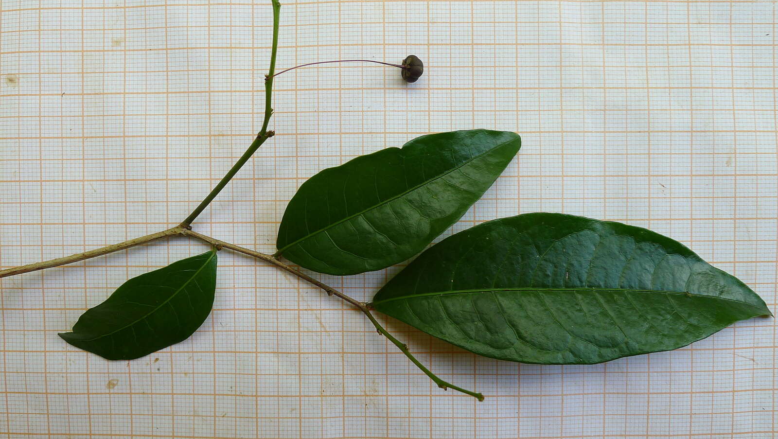 Image of Phyllanthus gradyi M. J. Silva & M. F. Sales