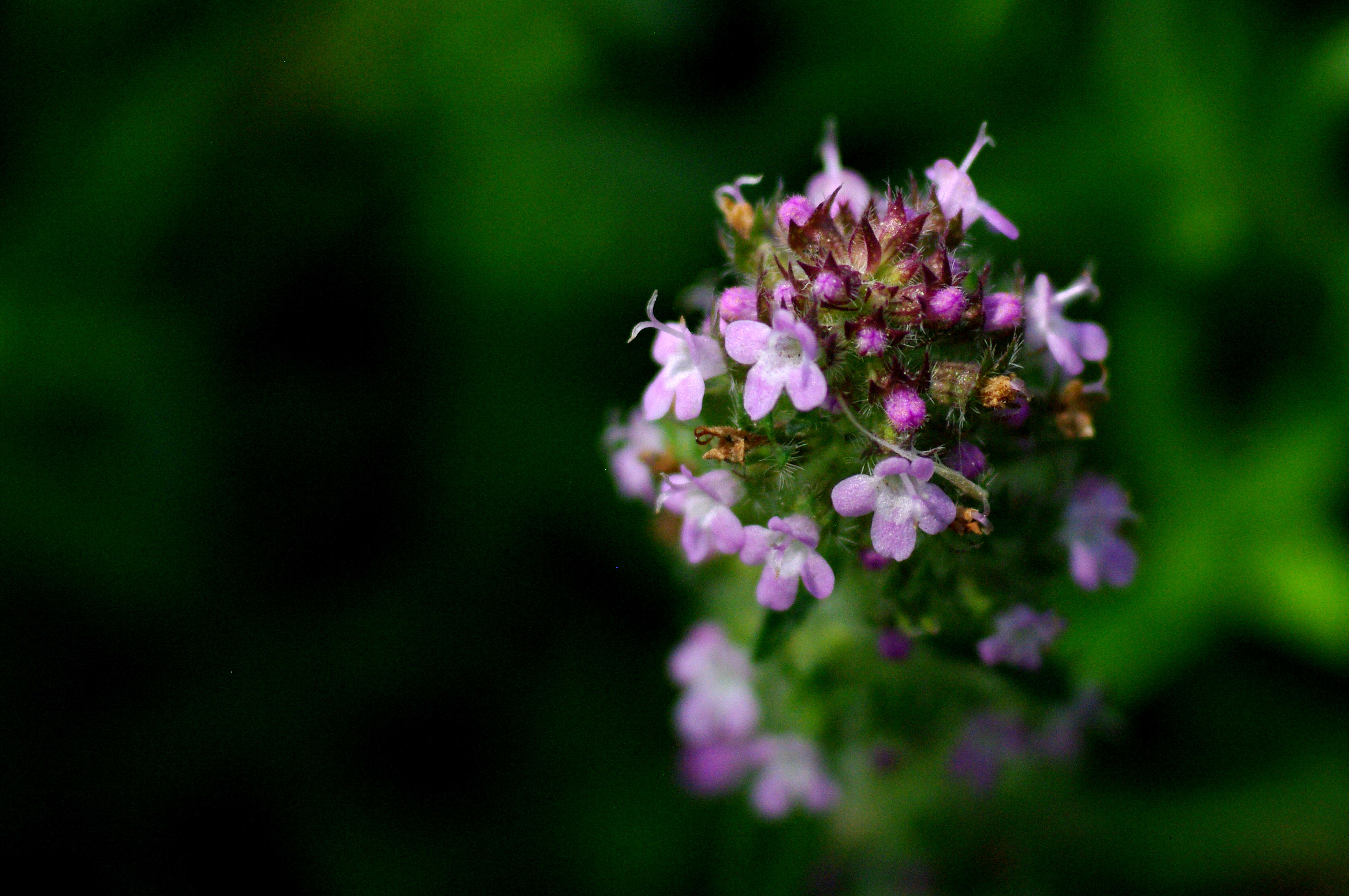 Image of thyme