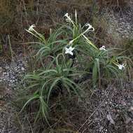 Image of Velloziaceae