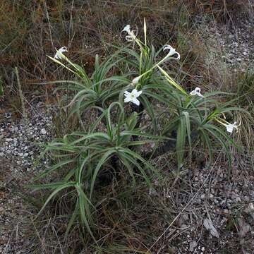 Слика од Vellozia tubiflora (A. Rich.) Kunth