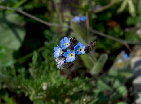 Image of Early Forget-me-not