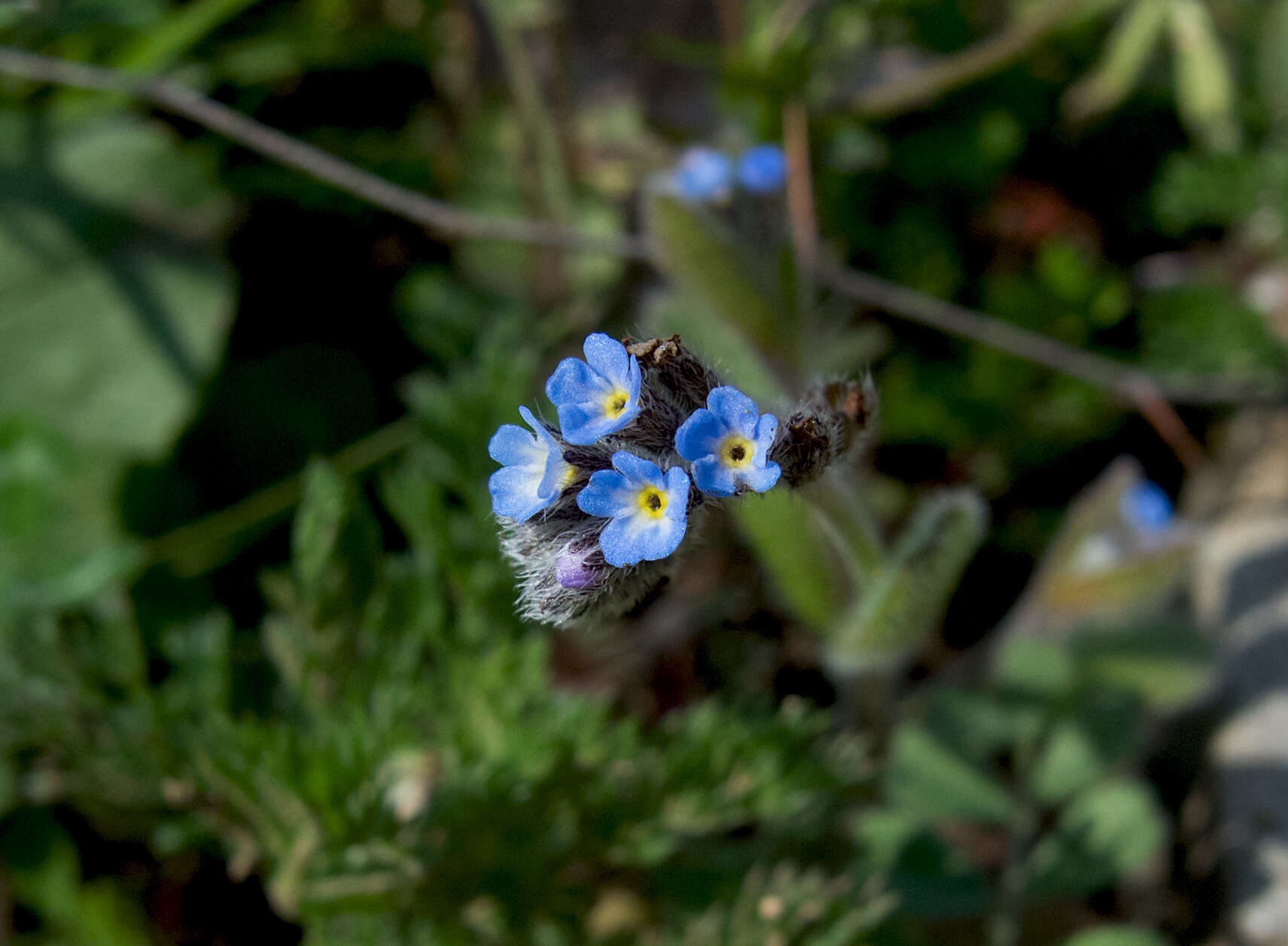 Image of forget-me-not