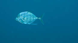 Image of Coastal trevally