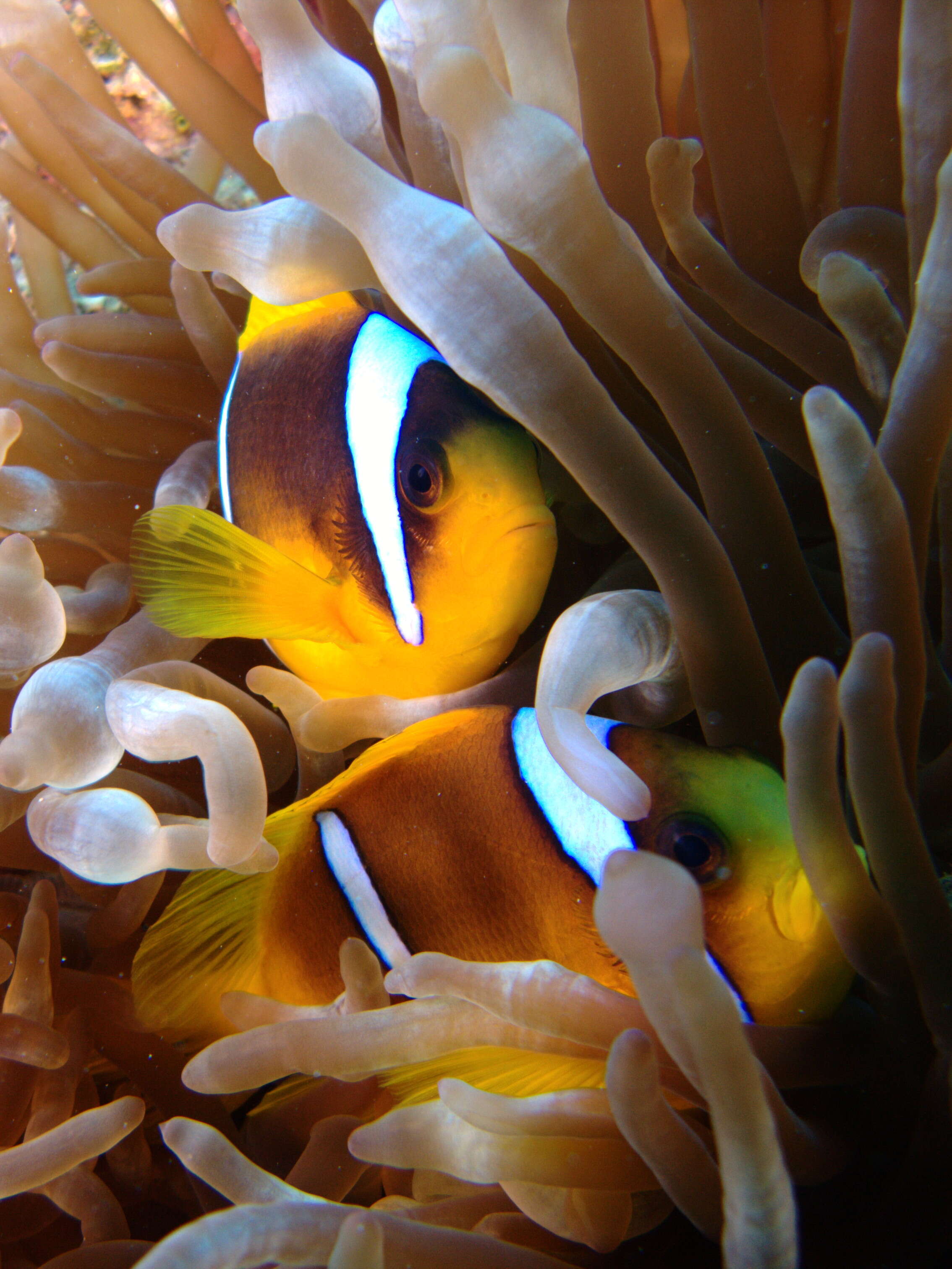 Image of Clownfish