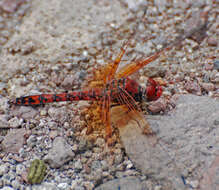 Image of Rock Skimmers