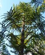 Image of Araucaria