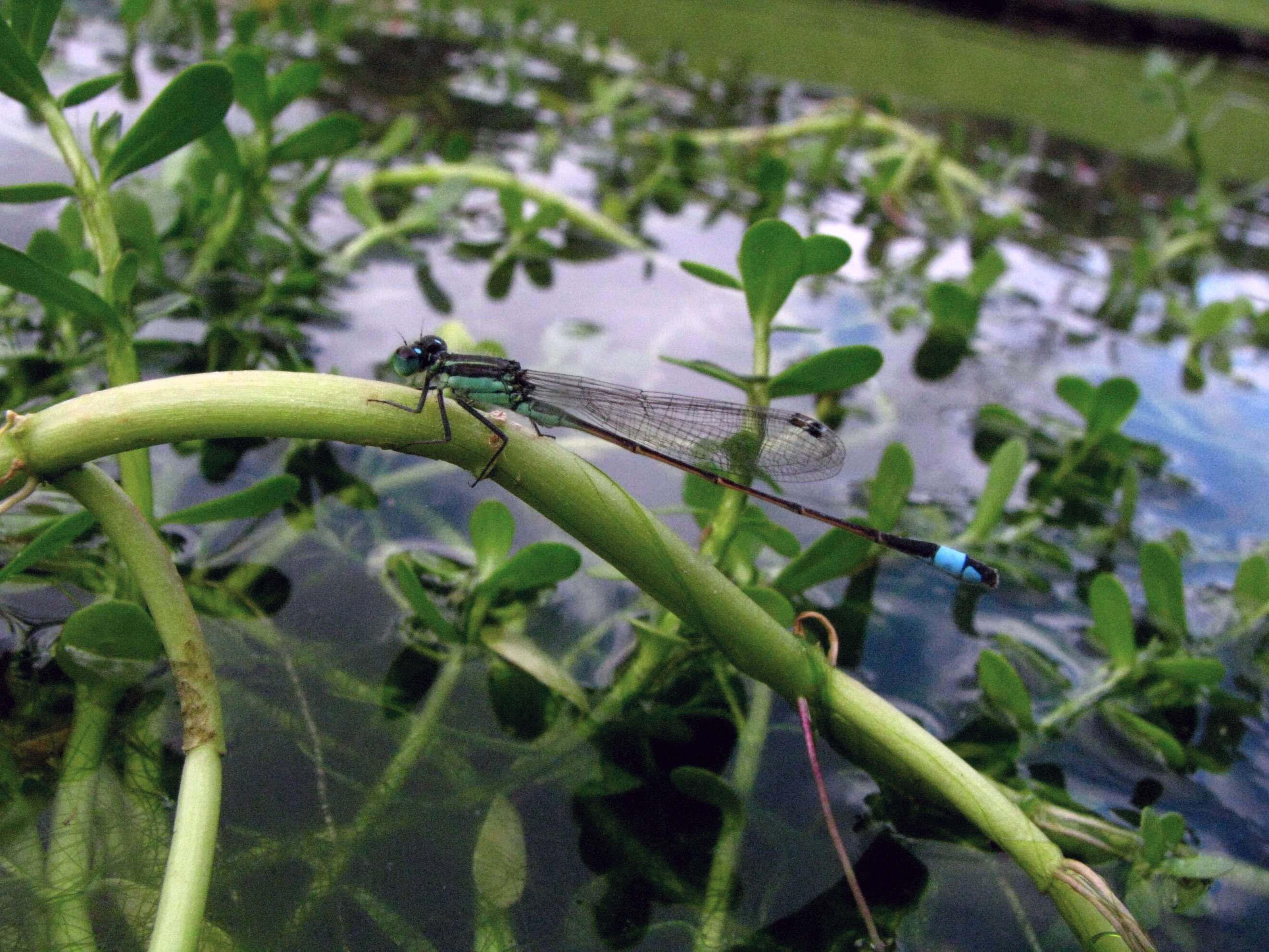 Image of forktail