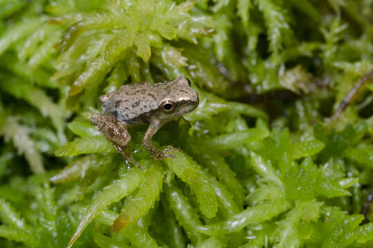 Image of Spring Peeper