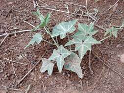 Image of gourd