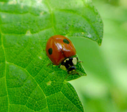 Image of twospotted lady beetle