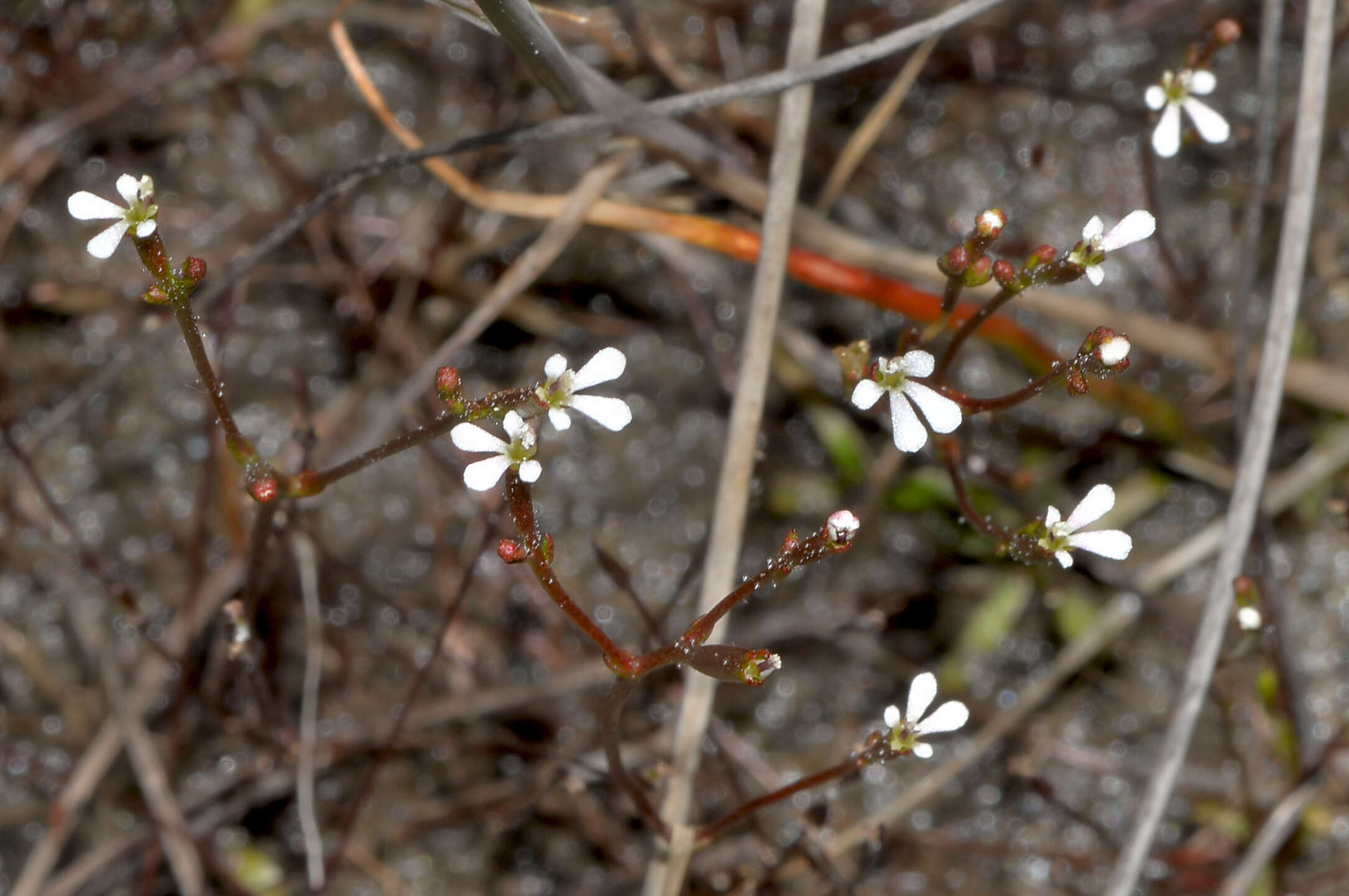 Image of Stylidium beaugleholei J. H. Willis