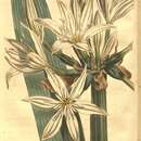 Image of Pancratium illyricum L.