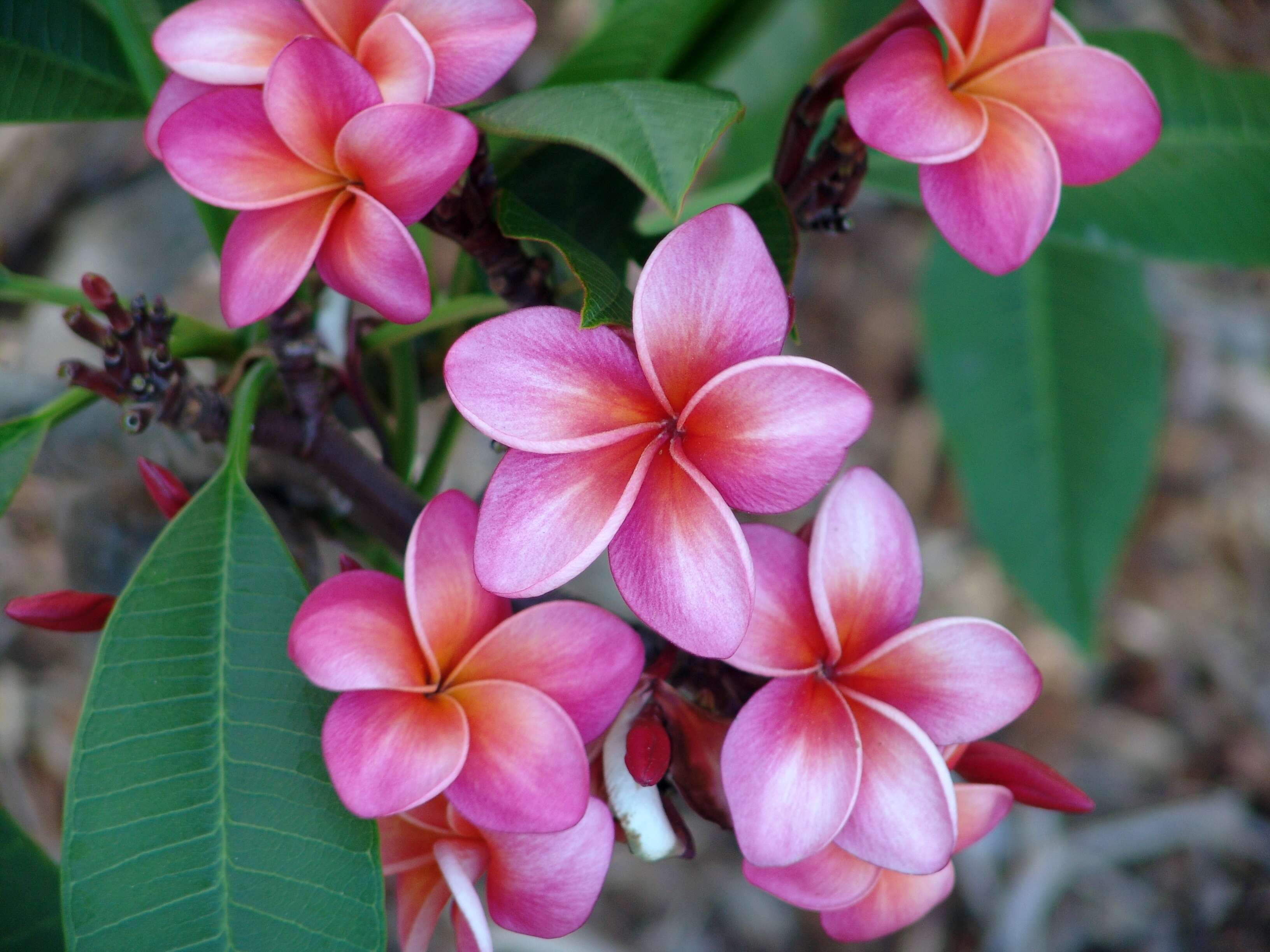 Image of plumeria