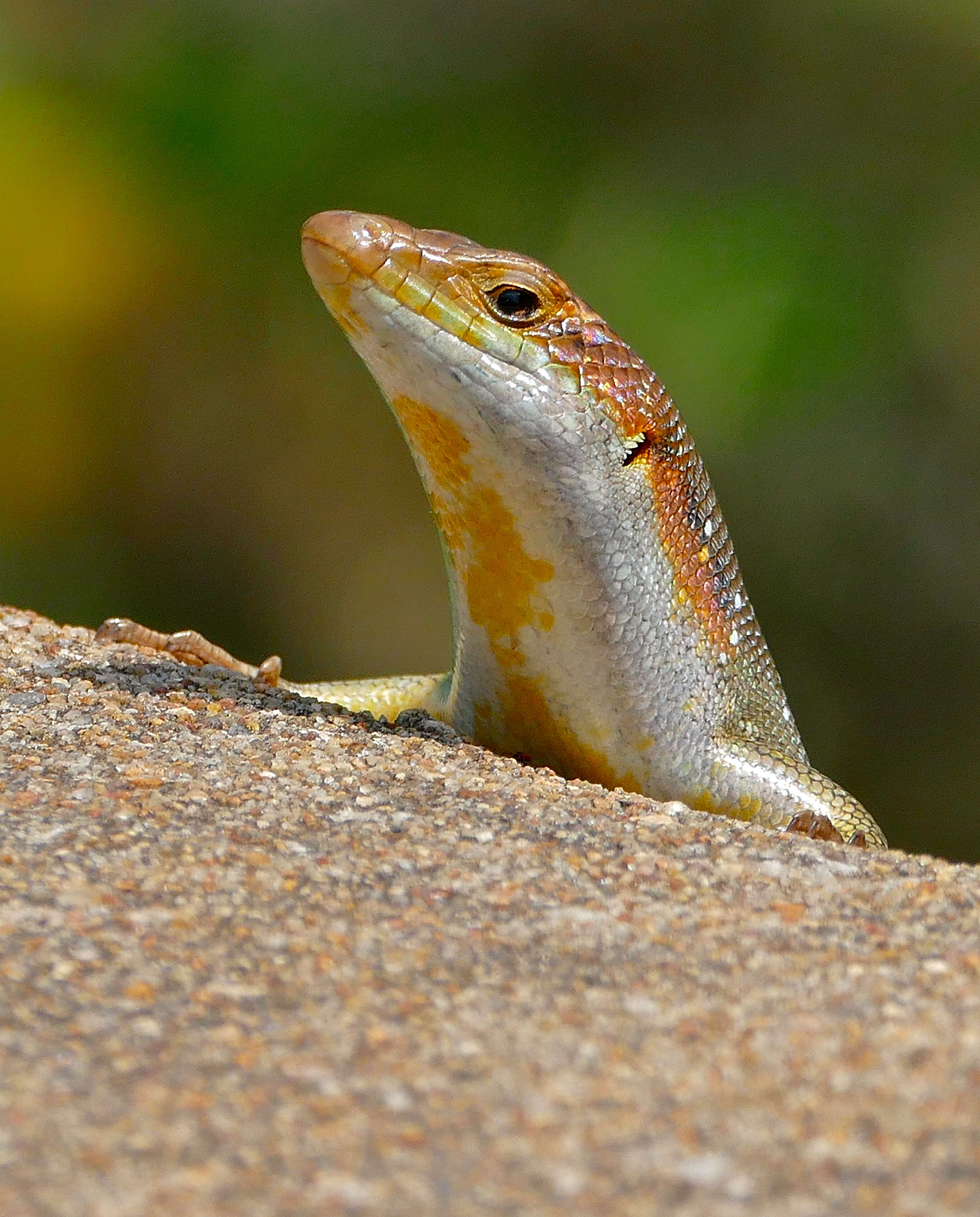 Image of Trachylepis Fitzinger 1843