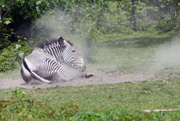 Image of zebra