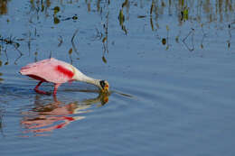 Image of Roseate Spoonbill