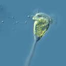 Image of Vorticella convallaria