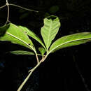 صورة Randia altiscandens (Ducke) C. M. Taylor