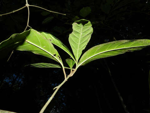 Image of Randia altiscandens (Ducke) C. M. Taylor